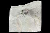 Bargain, Wide, Enrolled Flexicalymene Trilobite In Shale - Ohio #72023-3